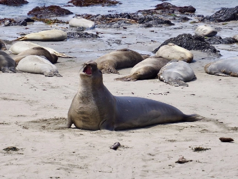 Seal Watching on Vancouver Island